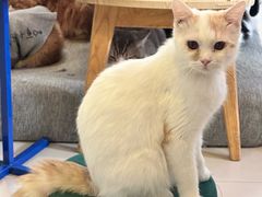 -平行世界·猫咖(首经贸店)