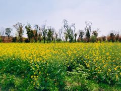 -广富林郊野公园