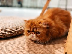 -Heymao猫咖.咖啡厅(东门店)