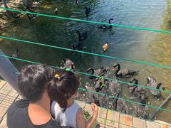 -长白岛森林公园