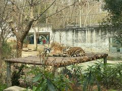 -成都动物园