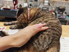 -猫的天空之城概念书店(杭州南宋御街店)