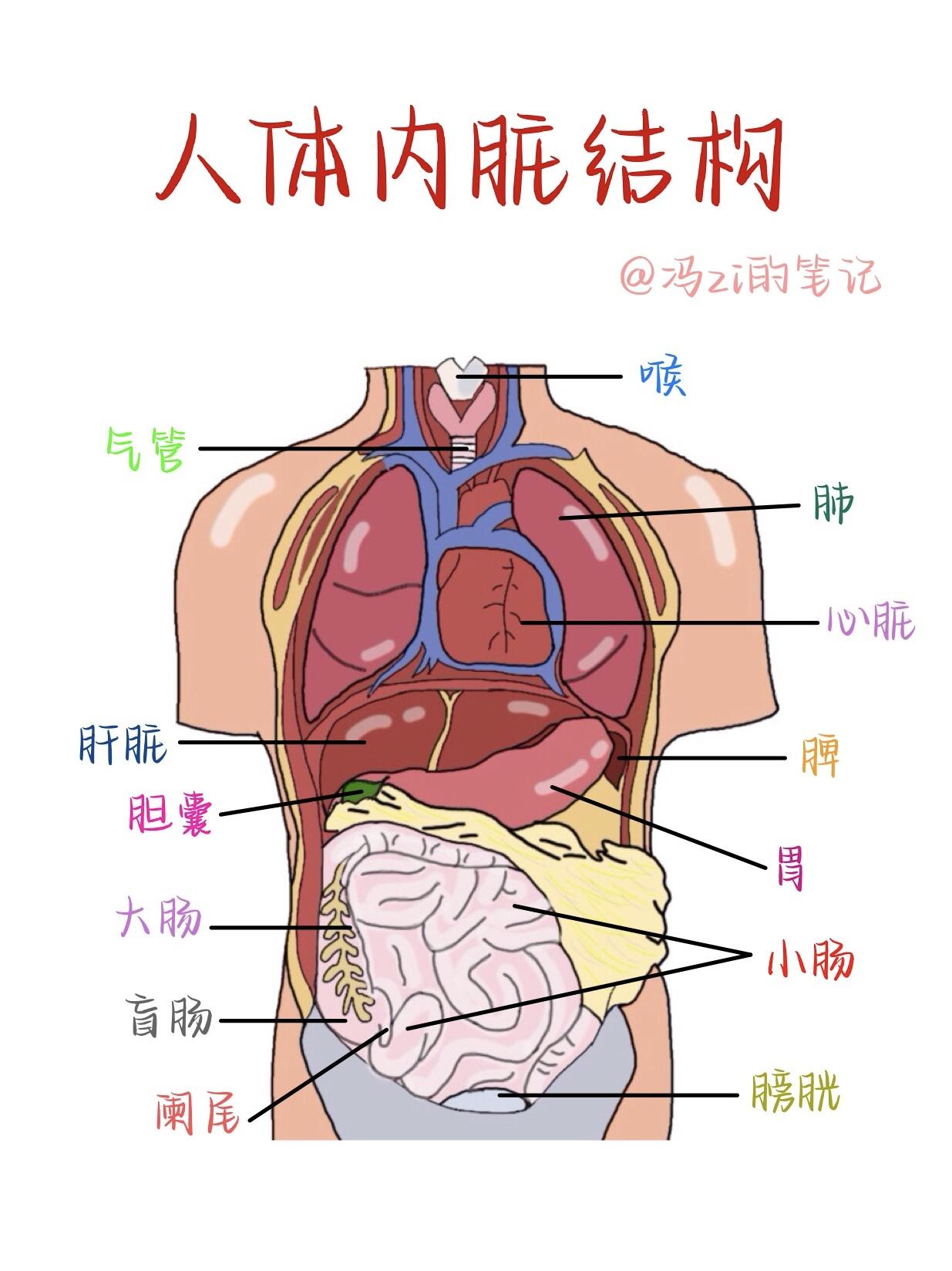 器官图对应图内脏图片