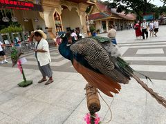 -西双版纳勐泐文化旅游区