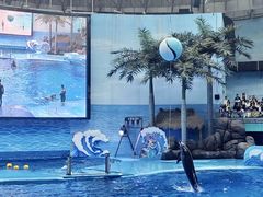 -海合安成都极地海洋公园
