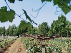 -北京张裕爱斐堡酒庄