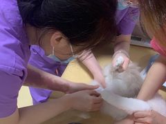 -瑞派宠物医院·内科·软组织·绝育中心(沈阳八纬路分院)