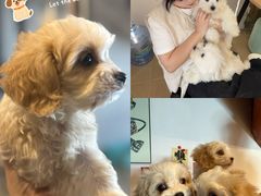 -翊宠yipet猫狗购宠庄园犬舍•猫舍