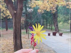 -香山公园
