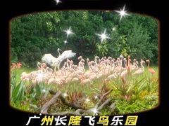 -广州长隆飞鸟乐园