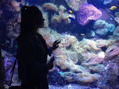 -悉尼海洋生物水族馆