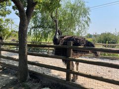 -苏州太湖西山岛开心农场