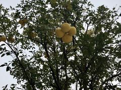 -古德寺素菜馆