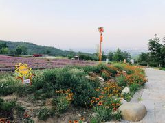 -紫云台香草园