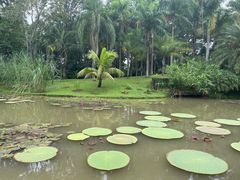 -中国科学院西双版纳热带植物园