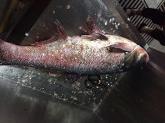 柴锅花鲢鱼头-白洋淀锅里口灶台鱼