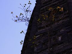 -上海佘山国家森林公园天马山园