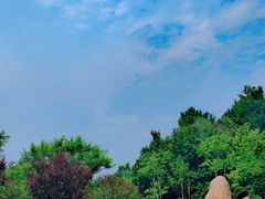 -上海共青森林公园