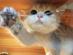 -猫十亿·布偶金渐层·曼基康矮脚猫舍(青年路店)