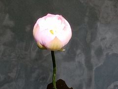 -荷塘月色湿地公园·向阳花洲