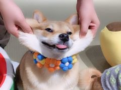 -逗柴咖啡屋·狗咖猫咖宠物桌游