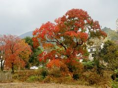 -塔川景区