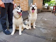 -Husky Go! 哈士奇体验馆·宠物咖啡厅狗咖