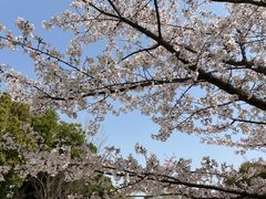 -老山国家森林公园