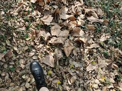 -上海佘山国家森林公园天马山园