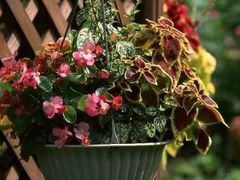 -双季花艺园艺市场(浦东店)