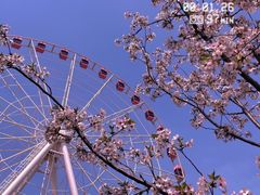 -顾村公园