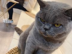 -猫房·猫吧·猫咖(龙湖时代汇店)