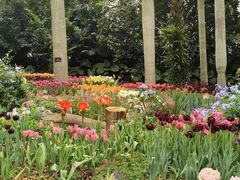 -深圳仙湖植物园