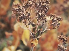 -野鸭湖国家湿地公园