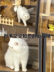-U3美甲