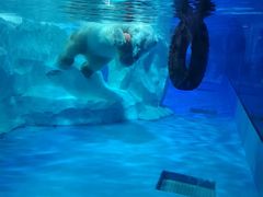 -芜湖新华联大白鲸海洋公园