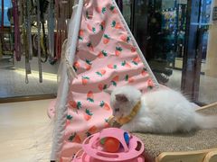 -momokira米努特·德文卷毛猫·棉花面纱犬