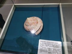 -青岛贝壳博物馆
