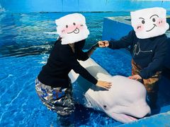 -芜湖新华联大白鲸海洋公园