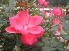 -人民公园(罗湖区)