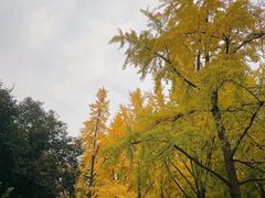 -曲江春晓苑