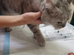 -瑞派康怡24h宠物医院·犬猫医疗中心·微创绝育(瑞景分院)