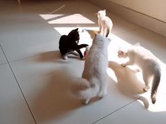 -鼓捣猫呢主题猫咖店