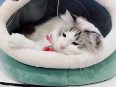 -白夜2D咖啡馆