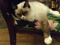 -猫色咖啡·猫咖