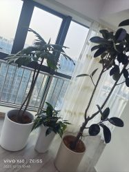 -HEYAN荷妍专业脱毛连锁机构