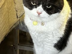 -海边的猫和咖啡馆