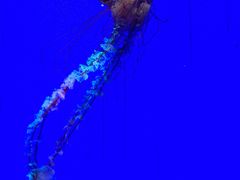 -上海海洋水族馆