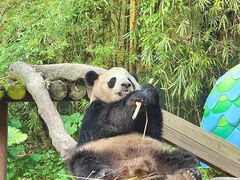 -广州长隆野生动物世界