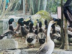 -靖西鹅泉风景区